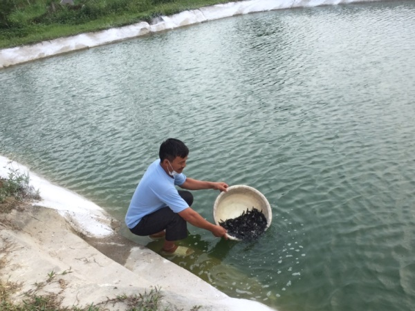Bắc Giang: Triển khai mô hình liên kết nuôi cá rô phi thâm canh ứng dụng công nghệ Biofloc gắn với tiêu thụ sản phẩm